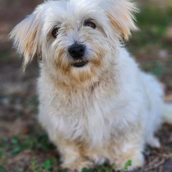 chien Coton de tulear Rosty Élevage du Royaume des P'tits Loups