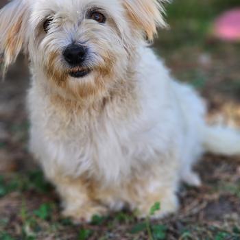 chien Coton de tulear Rosty Élevage du Royaume des P'tits Loups