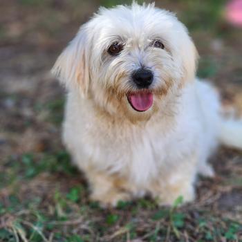 chien Coton de tulear Rosty Élevage du Royaume des P'tits Loups