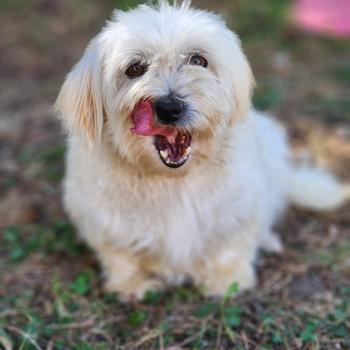 chien Coton de tulear Rosty Élevage du Royaume des P'tits Loups