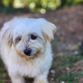 chien Coton de tulear Rosty Élevage du Royaume des P'tits Loups