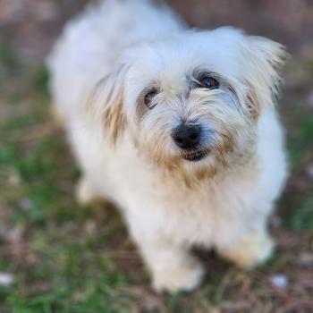 chien Coton de tulear Rosty Élevage du Royaume des P'tits Loups