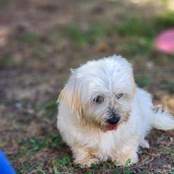 chien Coton de tulear Rosty Élevage du Royaume des P'tits Loups