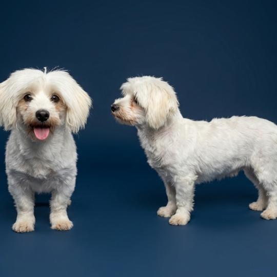 Shupa  (lof non confirmer) Femelle Coton de tulear
