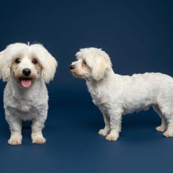 Shupa  (lof non confirmer) Femelle Coton de tulear