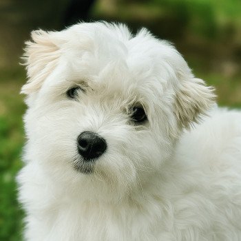 chien Coton de tulear BLC Touchka du royaume des p'tits loups Élevage du Royaume des P'tits Loups