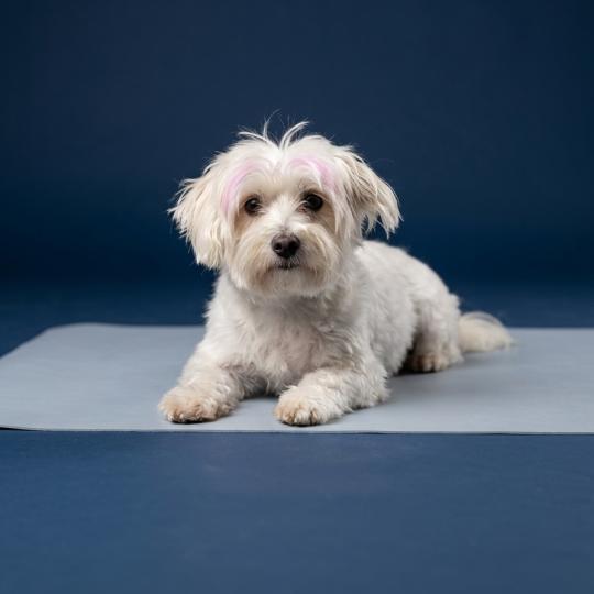 Touchka (lof non confirmer) Femelle Coton de tulear