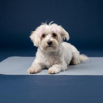 chien Coton de tulear BLC Touchka (lof non confirmer) Élevage du Royaume des P'tits Loups