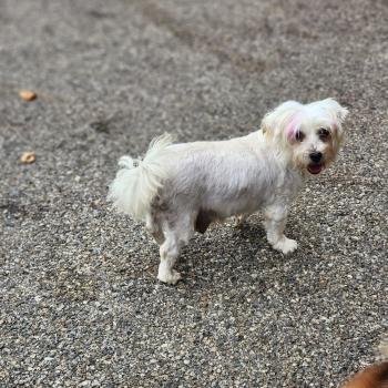 chien Coton de tulear BLC Touchka (lof non confirmer) Élevage du Royaume des P'tits Loups