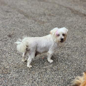 chien Coton de tulear BLC Touchka (lof non confirmer) Élevage du Royaume des P'tits Loups