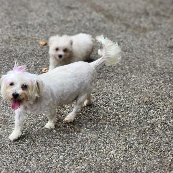 chien Coton de tulear BLC Touchka (lof non confirmer) Élevage du Royaume des P'tits Loups