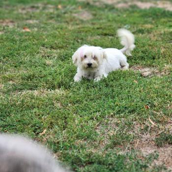 chien Coton de tulear BLC Touchka (lof non confirmer) Élevage du Royaume des P'tits Loups