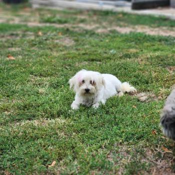 chien Coton de tulear BLC Touchka (lof non confirmer) Élevage du Royaume des P'tits Loups