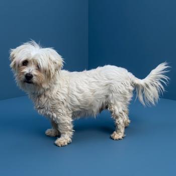 chien Coton de tulear BLC Touchka (lof non confirmer) Élevage du Royaume des P'tits Loups