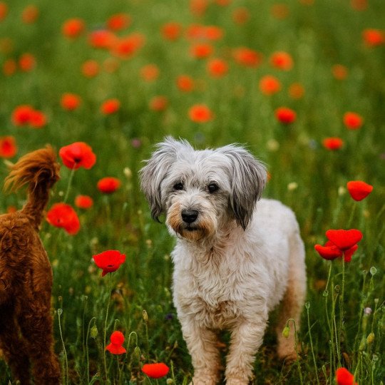 Urda Femelle Coton de tulear