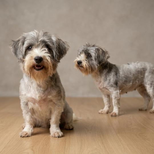 Urda (non lof) Femelle Coton de tulear