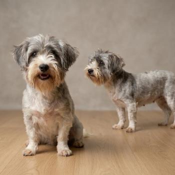 Urda (non lof) Femelle Coton de tulear