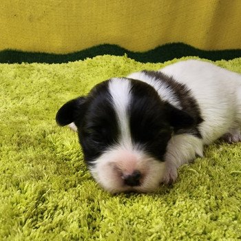 chiot Coton de tulear U Élevage du Royaume des P'tits Loups