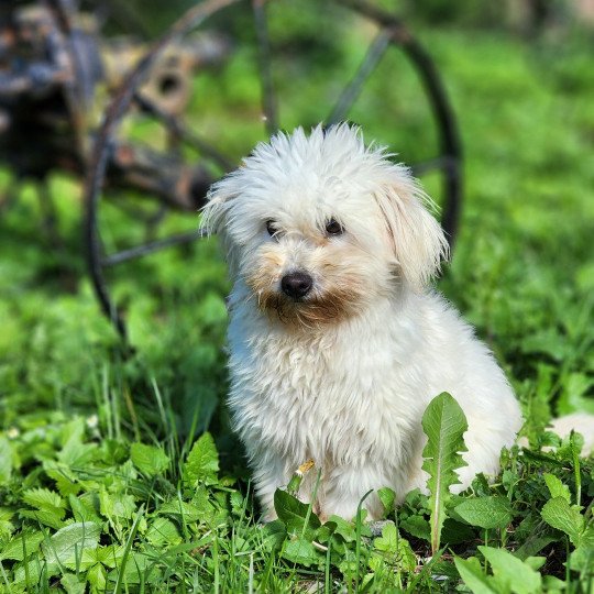 UNIVERS du royaume des p'tits loups Femelle Coton de tulear