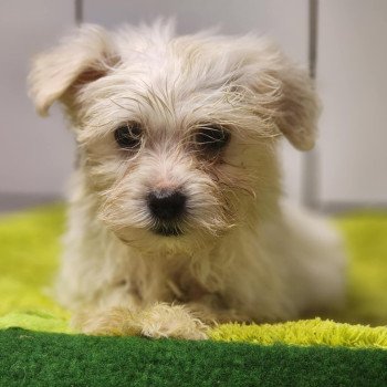 chiot Coton de tulear BLC V Élevage du Royaume des P'tits Loups