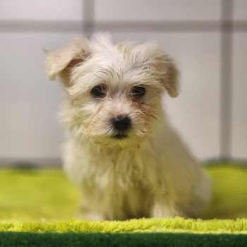 chiot Coton de tulear BLC V Élevage du Royaume des P'tits Loups