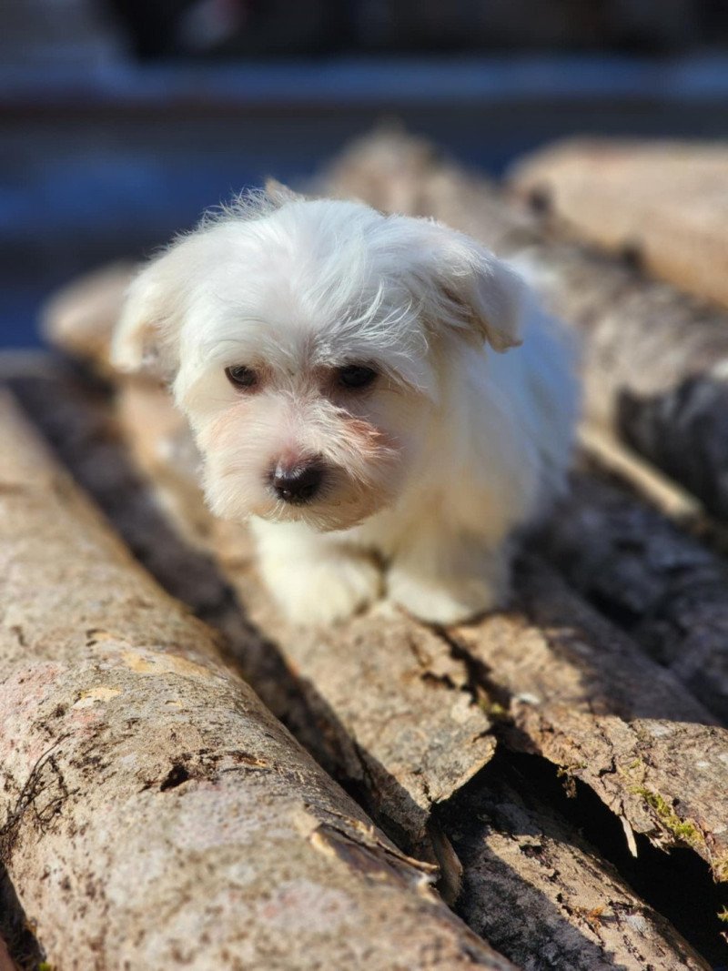 V Mâle Coton de tulear