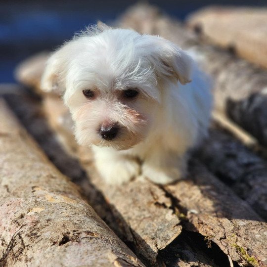 V Mâle Coton de tulear