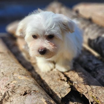 chiot Coton de tulear BLC V Élevage du Royaume des P'tits Loups