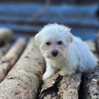 chiot Coton de tulear BLC V Élevage du Royaume des P'tits Loups