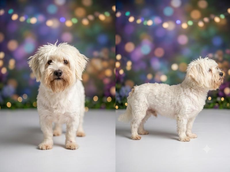 Vendredi (non lof) Mâle Coton de tulear