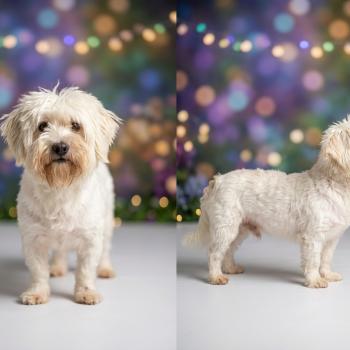 chien Coton de tulear blc Vendredi (non lof) Élevage du Royaume des P'tits Loups