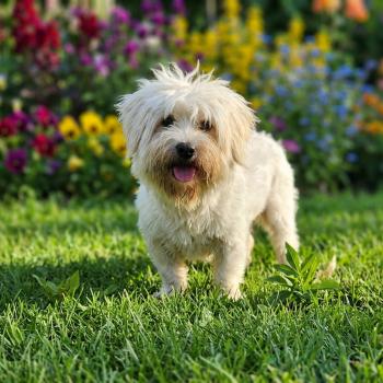 chien Coton de tulear blc Vendredi (non lof) Élevage du Royaume des P'tits Loups