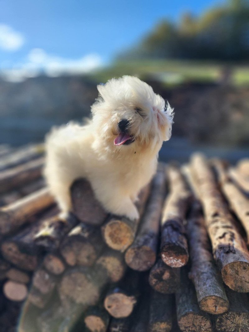 V Femelle Coton de tulear