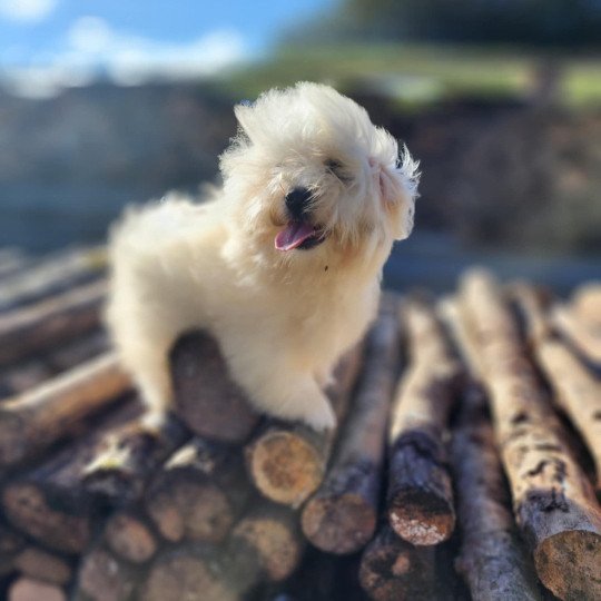 V Femelle Coton de tulear