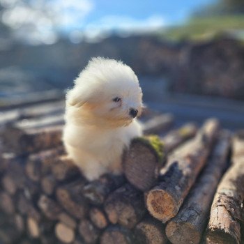 chiot Coton de tulear V Élevage du Royaume des P'tits Loups