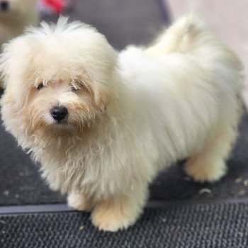 chiot Coton de tulear V Élevage du Royaume des P'tits Loups