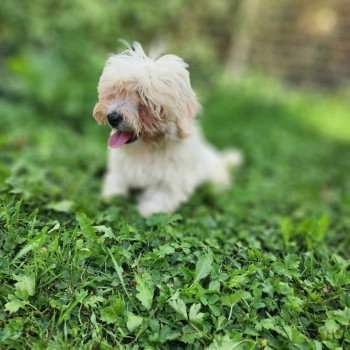 chiot Coton de tulear V Élevage du Royaume des P'tits Loups