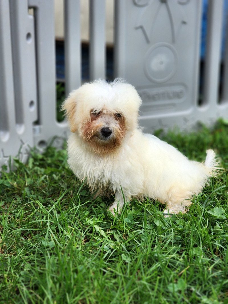 V Mâle Coton de tulear