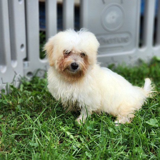 V Mâle Coton de tulear