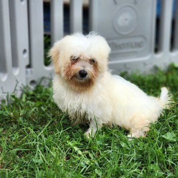 chiot Coton de tulear V Élevage du Royaume des P'tits Loups