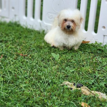 chiot Coton de tulear V Élevage du Royaume des P'tits Loups