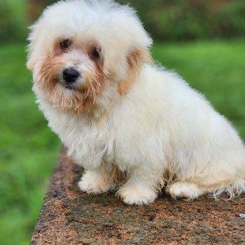 chiot Coton de tulear V Élevage du Royaume des P'tits Loups