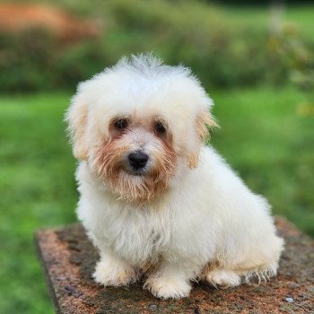 chiot Coton de tulear V Élevage du Royaume des P'tits Loups