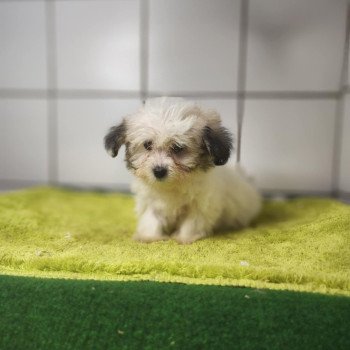 chiot Coton de tulear Sab.PBl.Env. V Élevage du Royaume des P'tits Loups