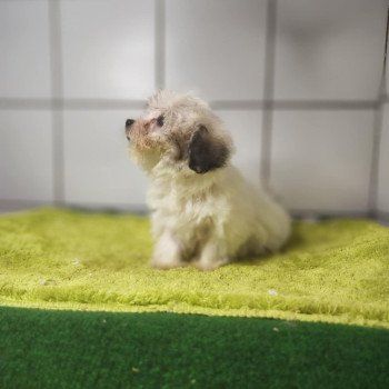 chiot Coton de tulear Sab.PBl.Env. V Élevage du Royaume des P'tits Loups