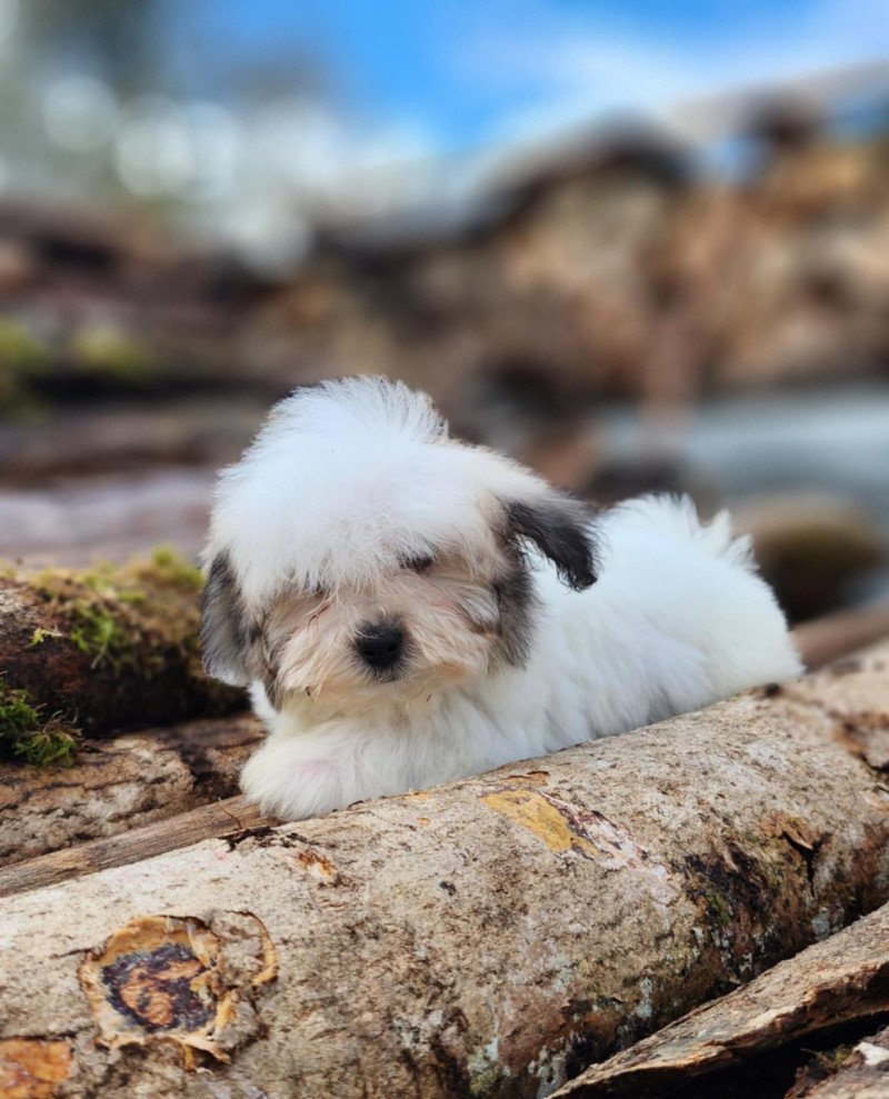 V Mâle Coton de tulear