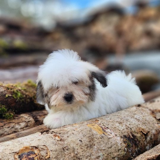 V Mâle Coton de tulear