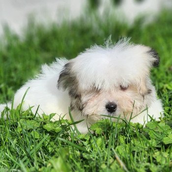 chiot Coton de tulear Sab.PBl.Env. V Élevage du Royaume des P'tits Loups