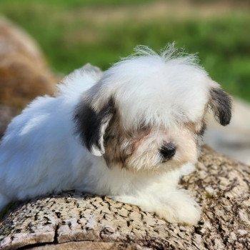 chiot Coton de tulear Sab.PBl.Env. V Élevage du Royaume des P'tits Loups