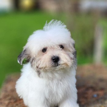 chiot Coton de tulear Sab.PBl.Env. V Élevage du Royaume des P'tits Loups